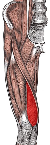 Vastus Medialis Oblique - Physiopedia