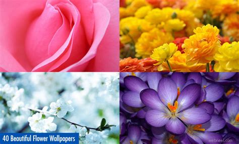 40 Beautiful Flower Wallpapers for your Desktop Mobile and Tablet - HD Wallpapers