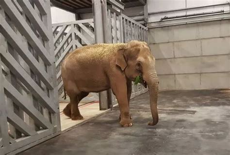 The UK's largest indoor elephant house opens at Blackpool Zoo ...