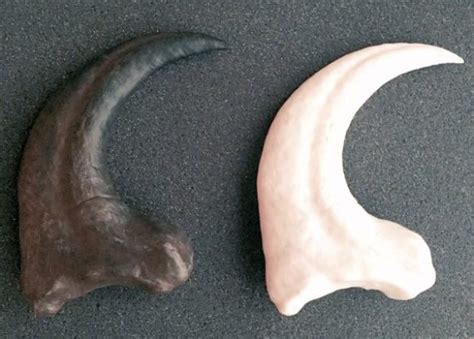 Raptor Dinosaur Claw Fossil Replica