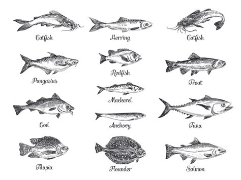 Trout Fish vs. Cod – What Are the Differences?