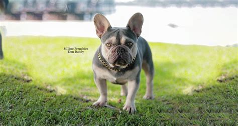 Owning a French Bulldog - Bully Event Website Blog Article By Bully Events