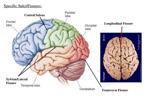 Human brain