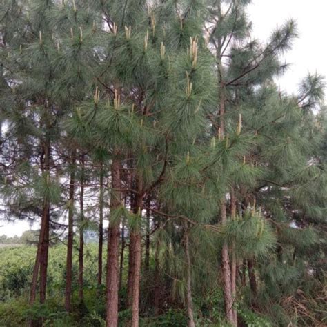 Touchhealthy Supply Best Quality Pinus Massoniana Seeds Masson Pine Seeds Tree Seeds - Pinus ...