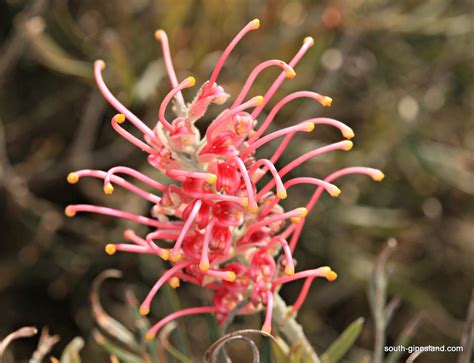 australian-native-flowering-plants (25) South Gippsland - Victoria ...