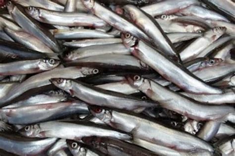 No capelin season for Iceland - FiskerForum