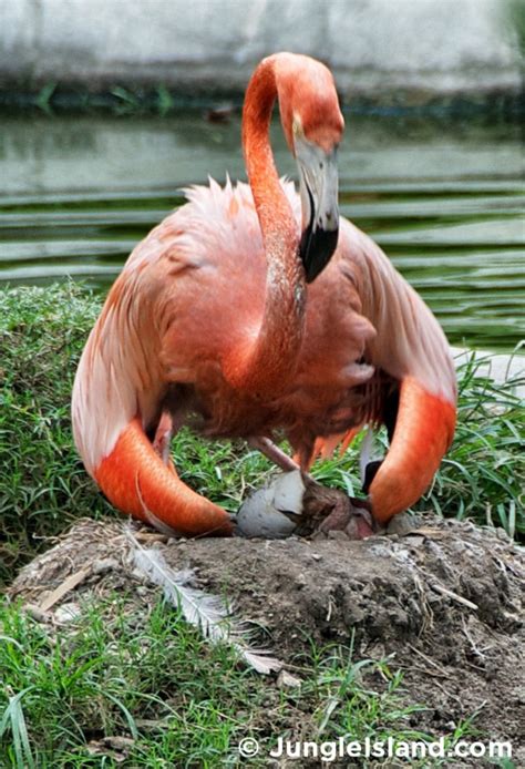 Help give this newly-hatched baby flamingo a name!