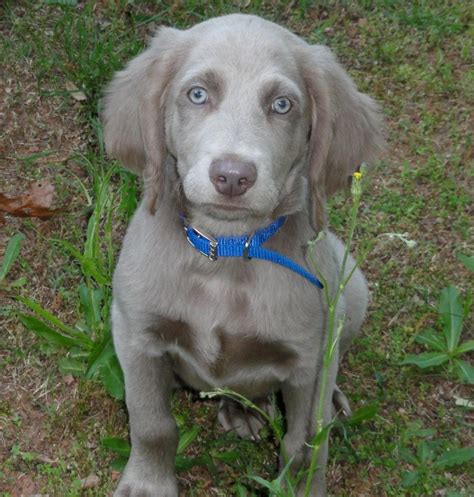 Long Haired Weimaraner Puppies | Spefashion