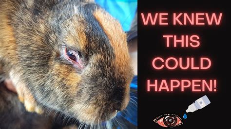 Diagnosing And Treating A Rabbit's Eye Infection! - YouTube