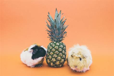 Guinea Pig Images | Free HD Backgrounds, PNGs, Vectors & Illustrations - rawpixel