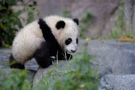 Panda Cubs | Panda Bear Cub | scottseyephotos #panda #cutepanda # ...