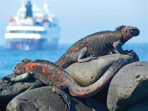 Celebrity Cruises in the Galápagos Islands