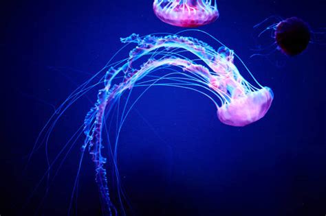 14,100+ Glowing Jellyfish Stock Photos, Pictures & Royalty-Free Images - iStock