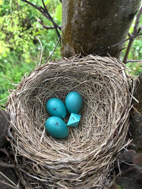 How an Eight-Sided ‘Egg’ Ended Up in a Robin’s Nest - The New York Times