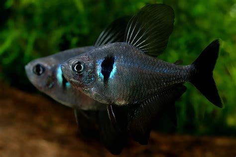 Black Phantom Tetra ( Hyphessobrycon megalopterus ) – Aquapets ...