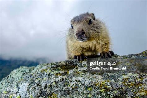 Baby Marmot Photos and Premium High Res Pictures - Getty Images