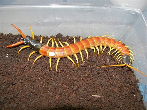 Centipede Animals | Interesting Facts & New Pictures | All Wildlife Photographs