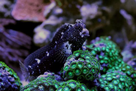 Starry Blenny For Sale (Salarias ramosus). TOP Care facts. Reefs4Less.com