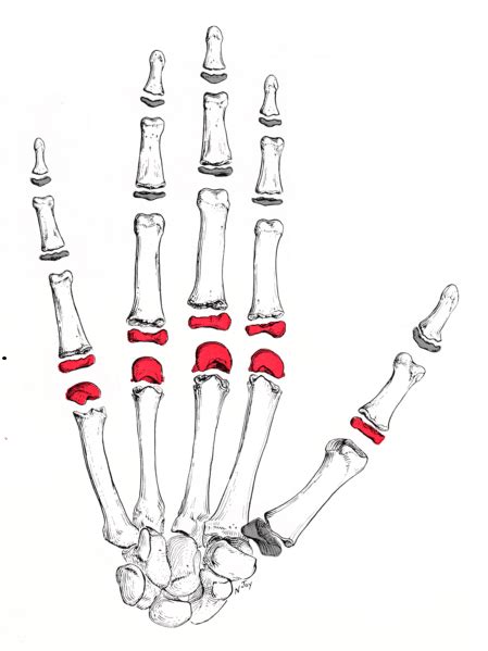 The Metacarpophalangeal Joint Ligaments TeachMeAnatomy, 51% OFF