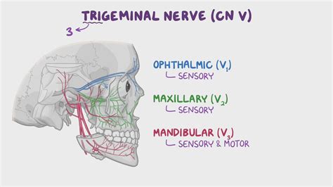 Cranial Nerve V Trigeminal Nerve Part 1 Origin Structure | Porn Sex Picture