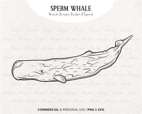 Details 72+ sperm whale sketch best - seven.edu.vn