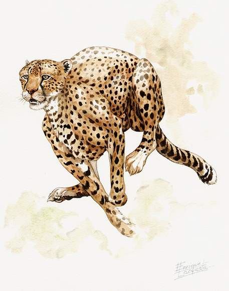 Cheetah Watercolor Gallery | African Wildlife Watercolor Art