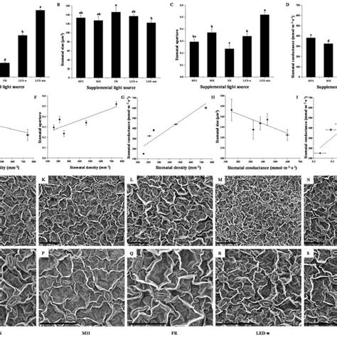 Stomatal density (A), stomatal size (B), stomatal aperture (C),... | Download Scientific Diagram