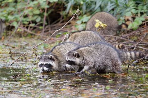 11 Riveting Facts About Raccoons | Animal planet, Raccoon, Animals