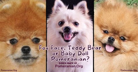 Pomeranian Bear Face