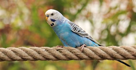 Brief Information About Budgie Colors And Budgie Varieties