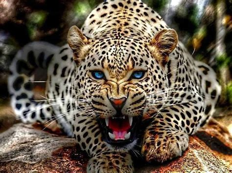 Jaguar | Beautiful Animals | Pinterest