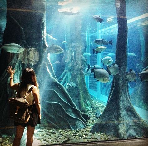 Aquarium at Parque Explora in Medellín, Colombia | Medellin, Colombia ...