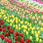 A flowerfield filled with tulips and muscari : World Festival Directory