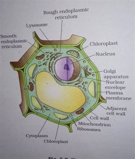 Download Plant Cell Diagram With Labels Pics - DirectScot