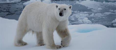 Wildlife in Svalbard and Jan Mayen - Types of Jan Mayen Animals - A-Z ...