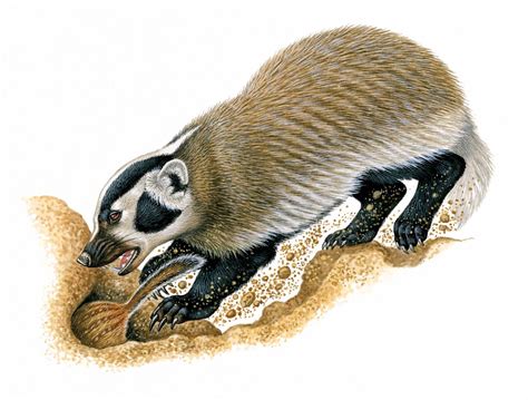 Burrowing | Mammals, Rodents, Adaptations | Britannica