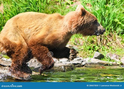 Alaska Brown Grizzly Bear Fishing Leap Stock Photo - Image of fishing ...