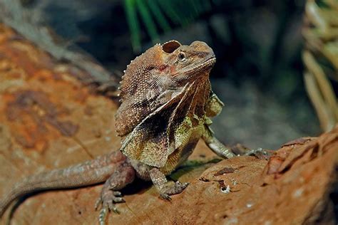 Frilled Lizard - Animal Facts for Kids - Characteristics & Pictures