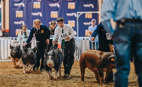 Youth Swine Show - Florida State Fair Agriculture