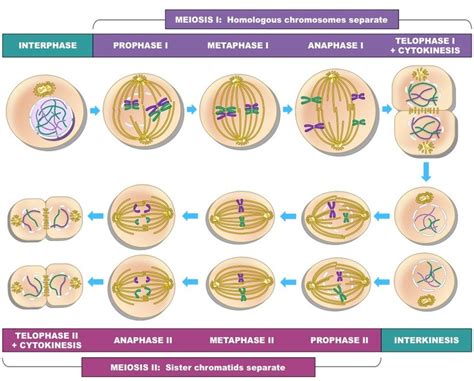 Stages of meiosis review | 2K plays | Quizizz