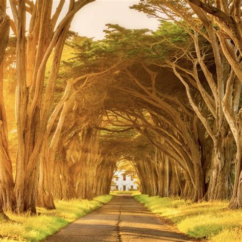 Cypress Tree Tunnel, a mesmerizing tunnel in Point Reyes - Wanderlust Pulse