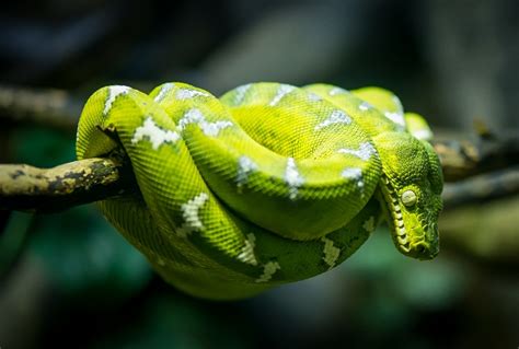 Emerald Tree Boa Facts and Pictures | Reptile Fact