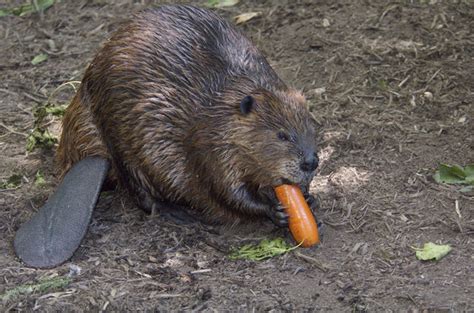 Beaver | Animal Wildlife