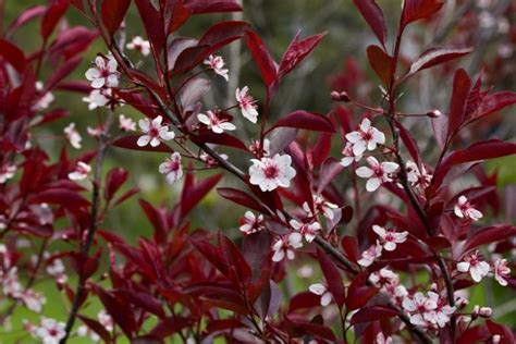 Prunus x cistena (Purple-Leaf Sand Cherry)