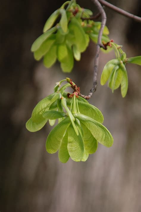 Silver Maple winged-seeds | David | Flickr