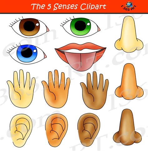 5 Senses Clipart Bundle Graphic Set Educational Images | Clipart 4 School