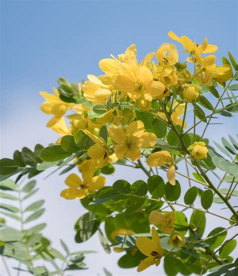 Cassod Tree; Cassia Siamea with Flower Blurred Background Stock Photo ...