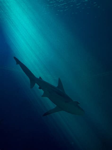 Photo of Shark Underwater · Free Stock Photo