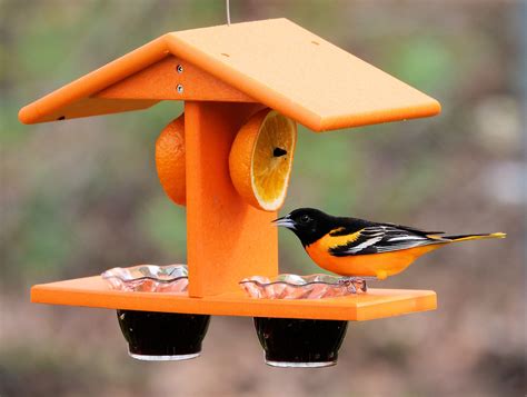 10 Best Large Oriole Bird Feeders for Your Backyard - Hummingbirds Plus