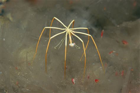 Heck no: the giant Antarctic sea spider - Australian Geographic